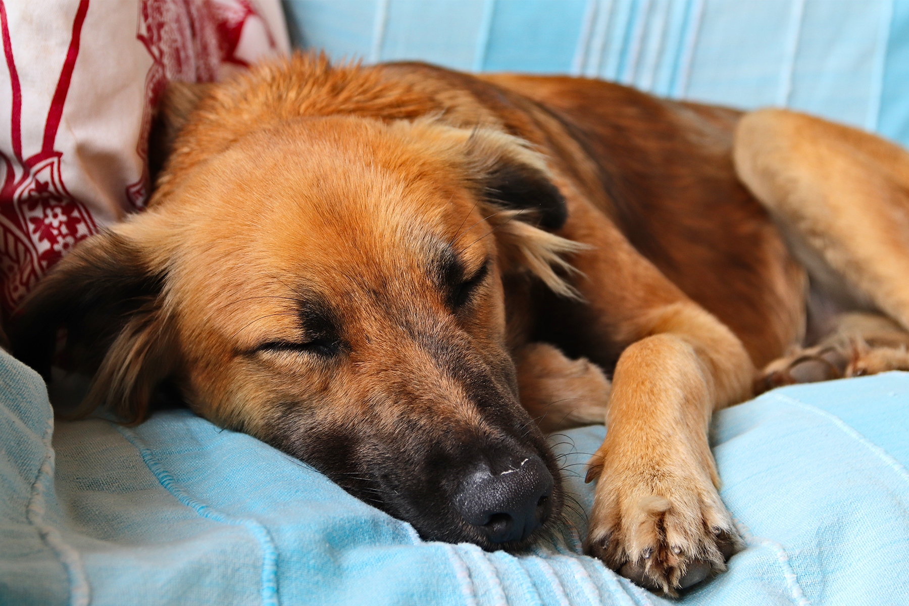 Température du chien quand et comment la prendre pets ch