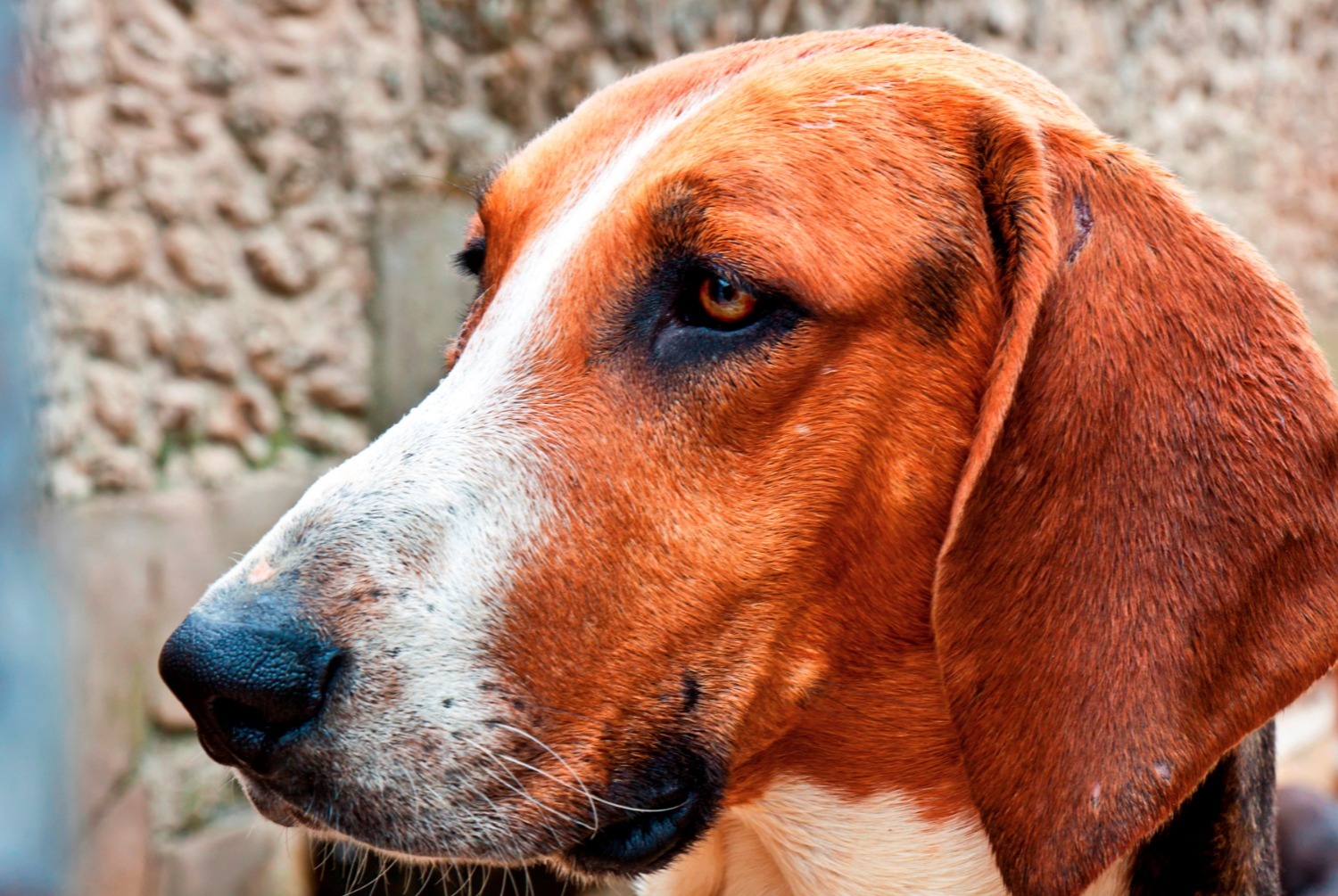 Grand Anglo-Français tricolore | pets.ch