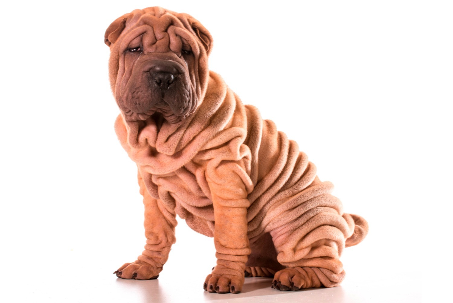 Shar store pei pret