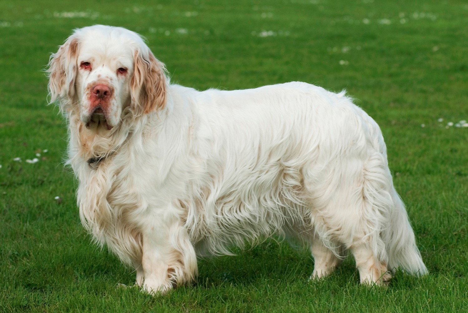 Dandie Dinmont Terrier pets.ch