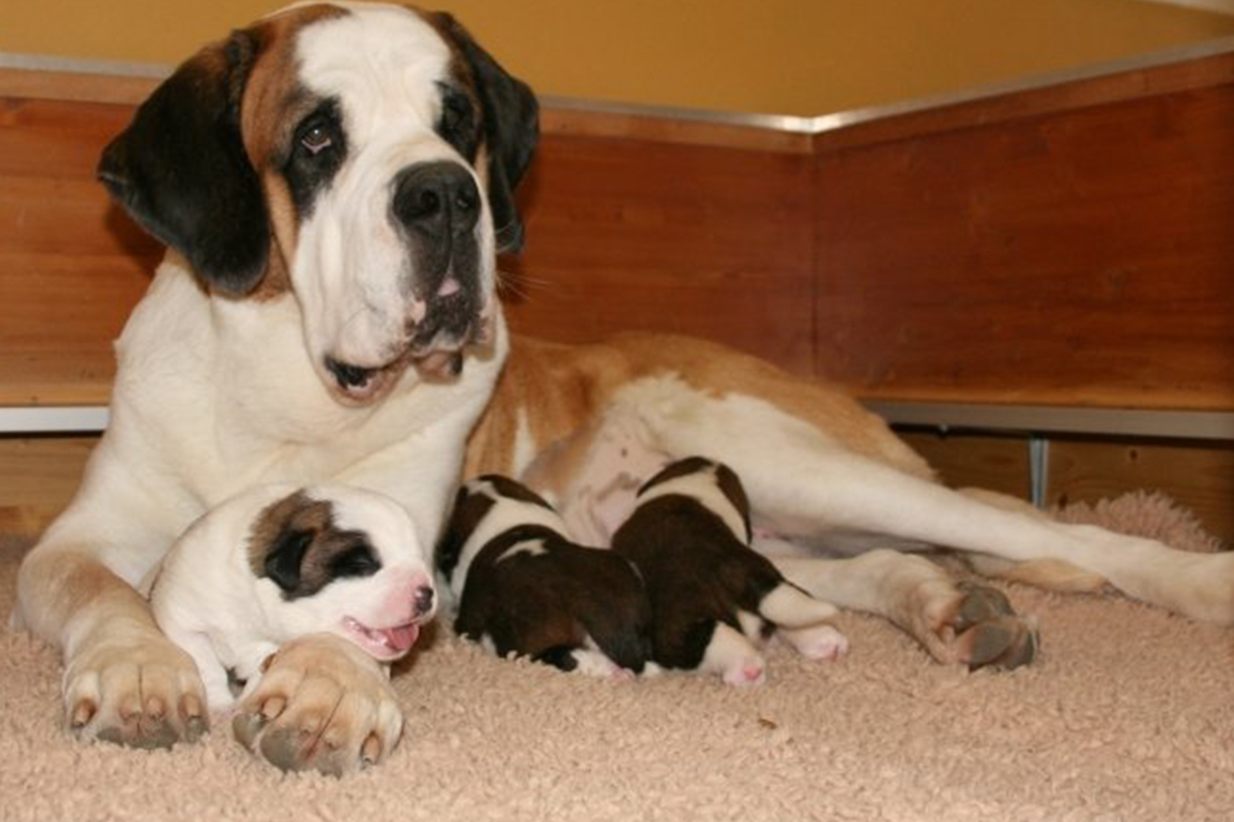 bebes-chien-saint-bernard