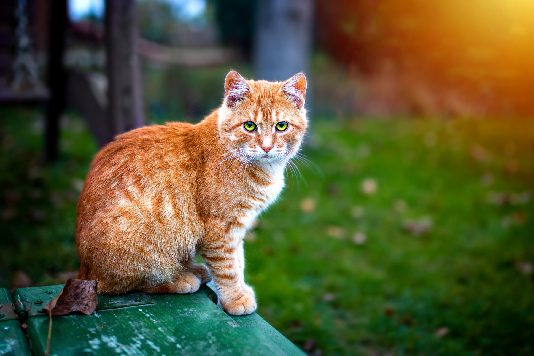 chat-predateur-oiseaux