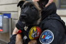 chiot police genève