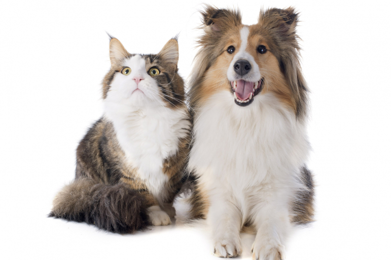 Chat Et Chien En Appartement 8 Conseils Pour Que Votre Animal Soit Heureux Sans Jardin Pets Ch