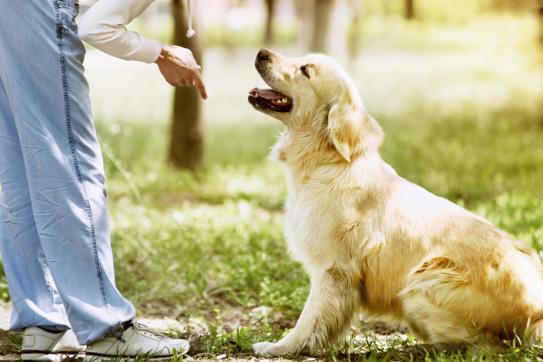 golden retriever apprenant à s'asseoir