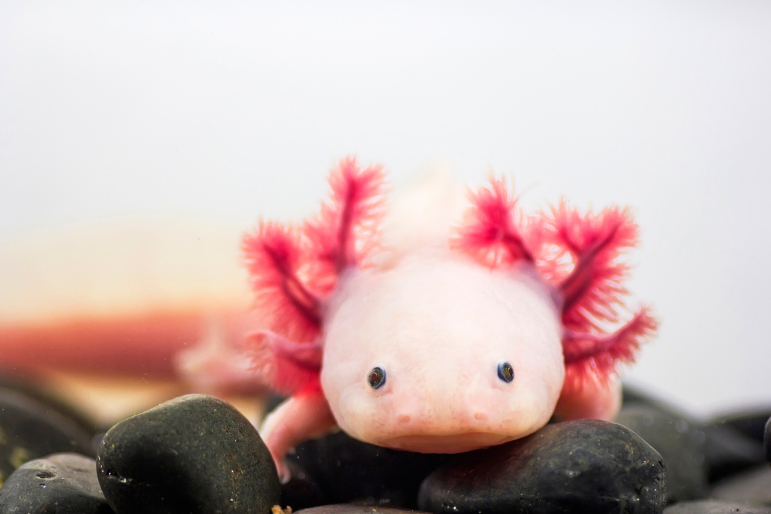 Axolotl