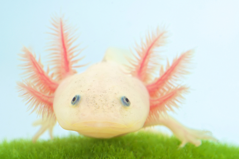 axolotl