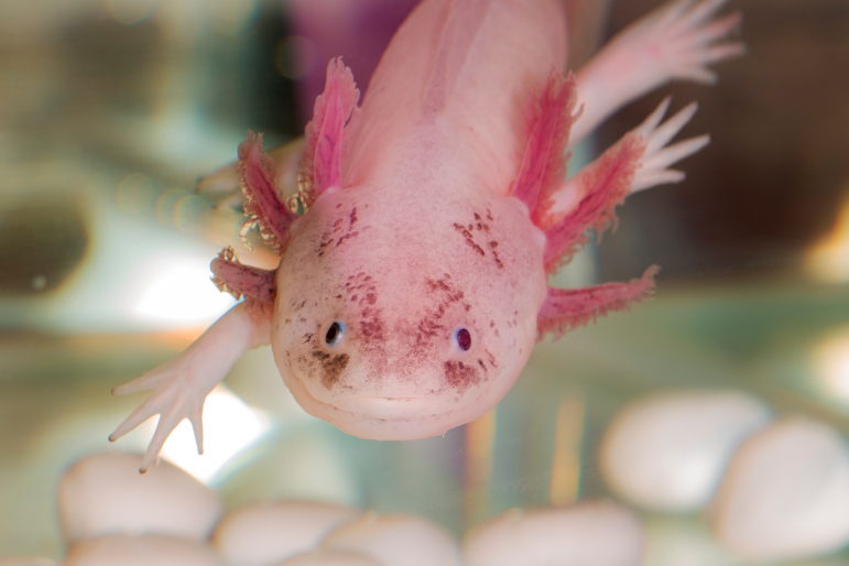 Axolotl