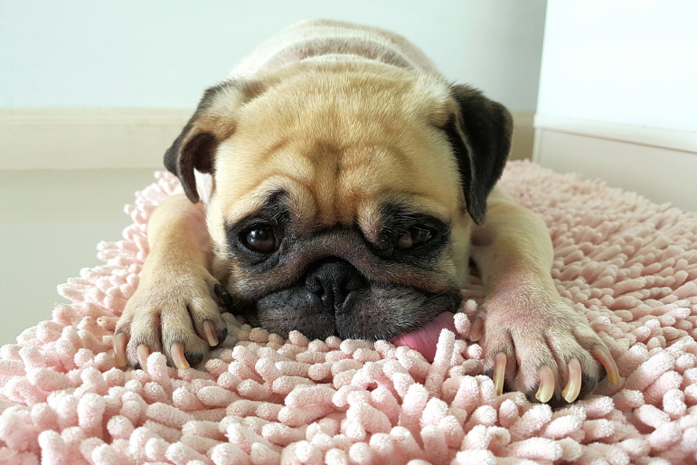 carlin sur un tapis qui ressemble au snuffle mat