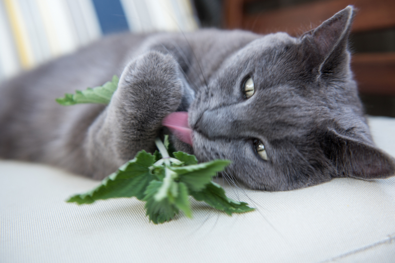 catnip