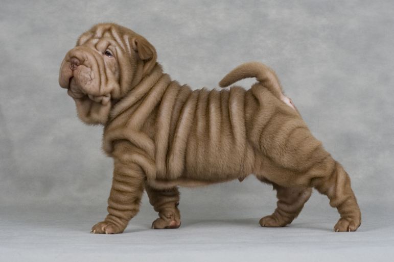 Chien : Shar Peï