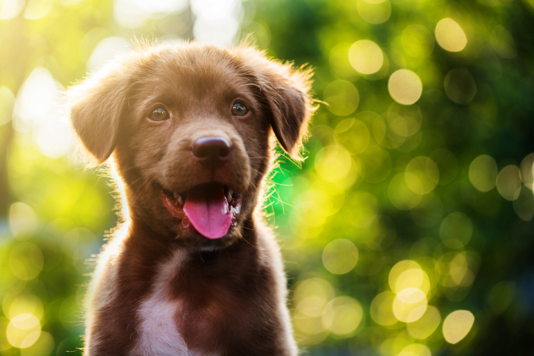 bébé chien à l’extérieur