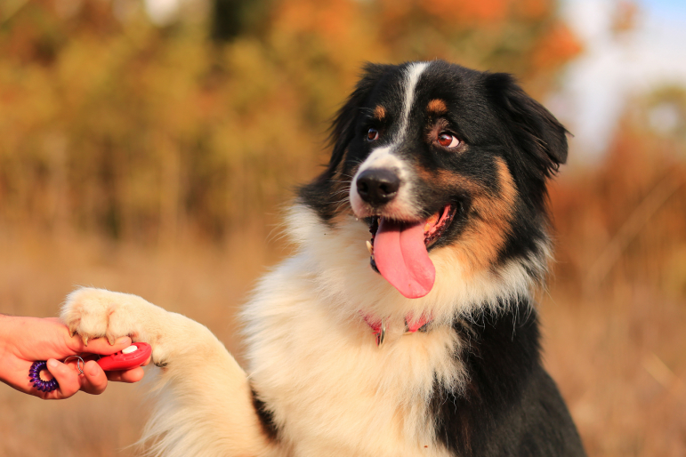 clicker et chien