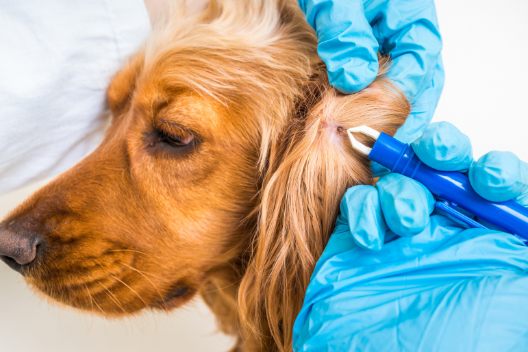 chien qui se fait enlever une tique