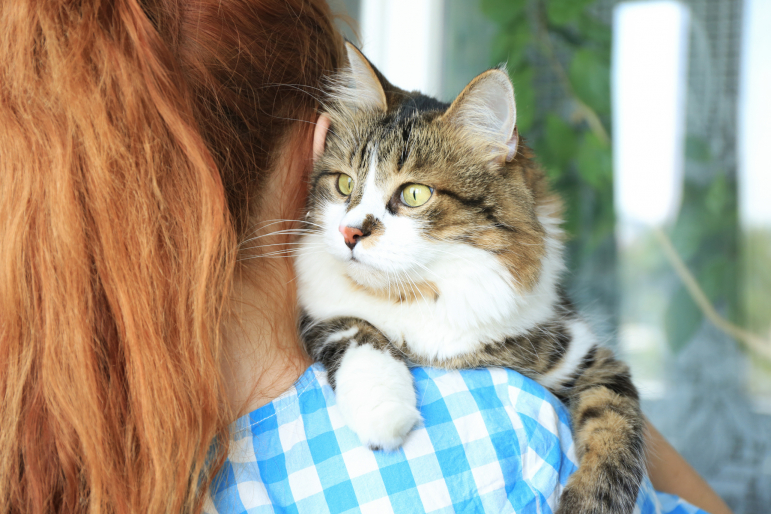 Adopter Un Chat Dans Une Animalerie Petsch