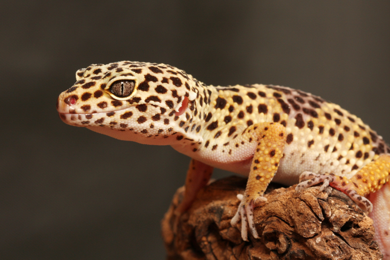 gecko léopart