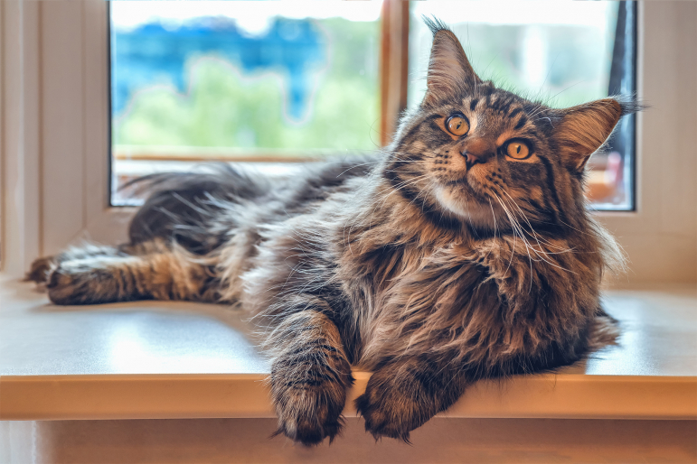 Maine Coon Les 10 Choses A Savoir Sur Cette Race De Chat Pets Ch