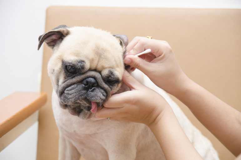 Comment nettoyer les oreilles du chien