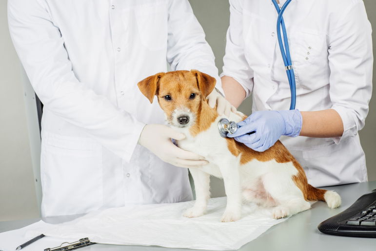 petit chien chez le vétérinaire