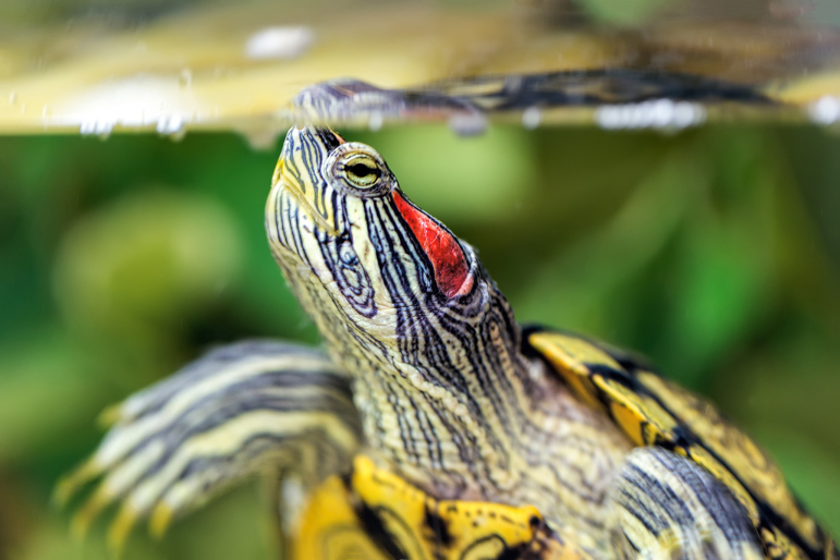 Alimentation d'une tortue d'eau