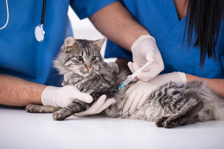 Les Vaccins Obligatoires Chez Le Chat Pets Ch